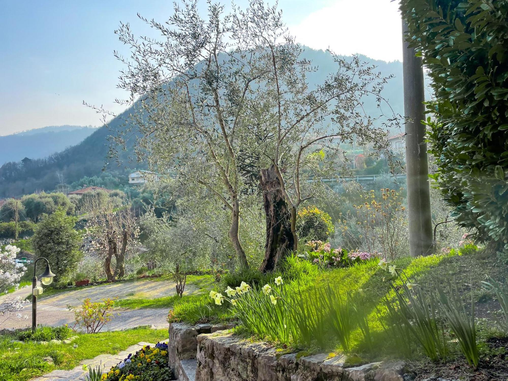 Breva Loft Tra Gli Ulivi Ed Il Lago Bellagio Exterior photo